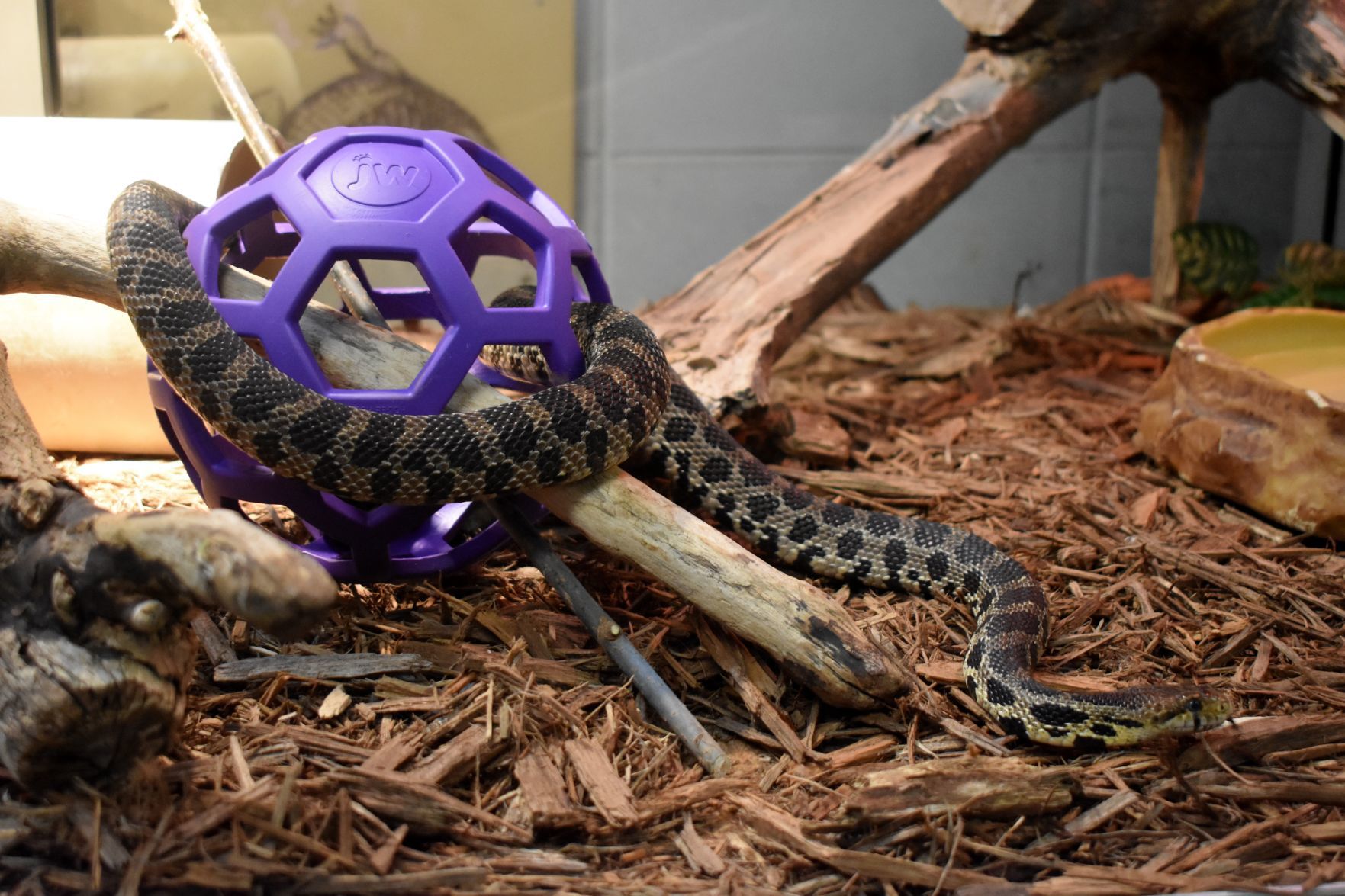 Fox snake, Racine Zoo